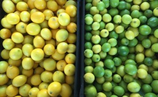 An illustration to represent the two kinds of fruit one could bear. Fruit of the Spirit and Fruit which is not of the Spirit