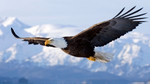 An Eagle Soaring = You Waiting on the Lord
