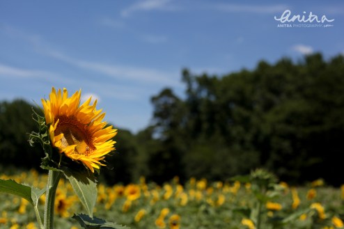 sunflowers-rockhill-July2014-LOGO-1677-1500x1000